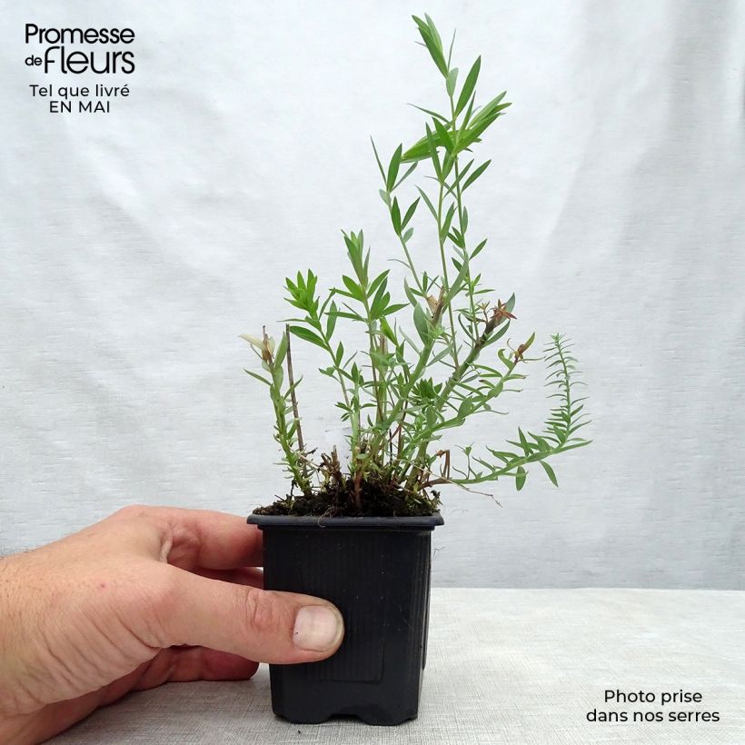 Linaria purpurea Peachy 8/9 cm pot sample as delivered in spring