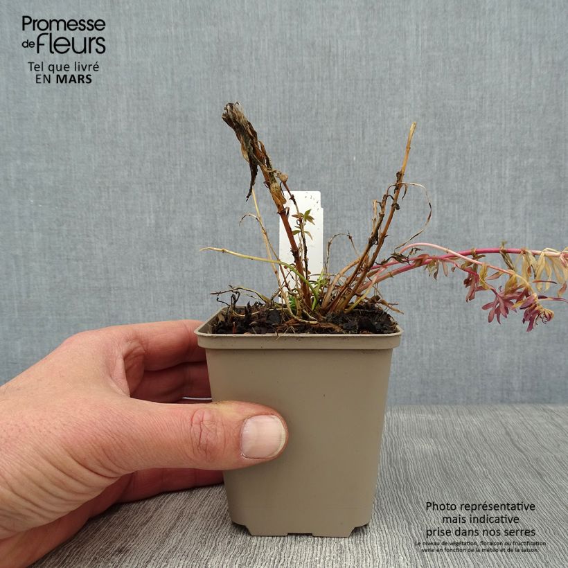 Linaria purpurea Canon J. Went 8/9 cm pot sample as delivered in winter