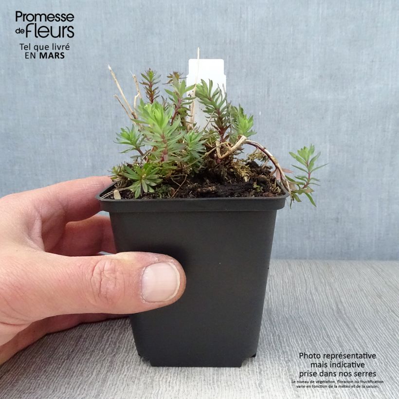 Linaria purpurea Canon J. Went 8/9 cm pot sample as delivered in spring