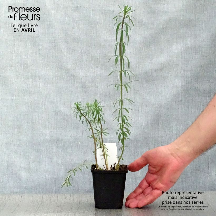 Linaria purpurea 8/9 cm pot sample as delivered in spring