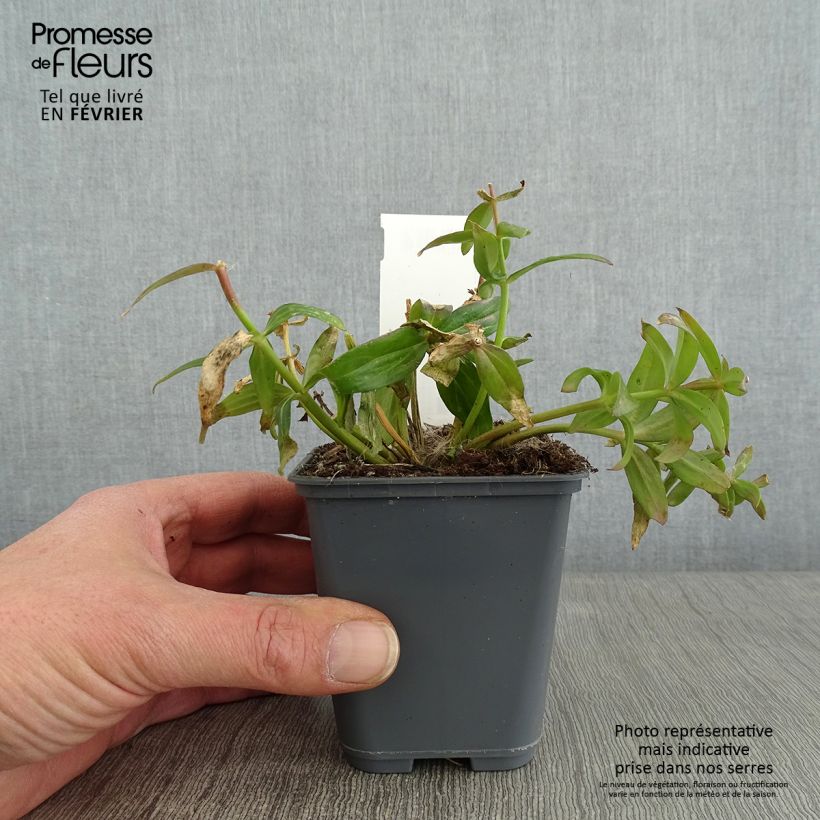 Linaria triornithophora 8/9 cm pot sample as delivered in winter