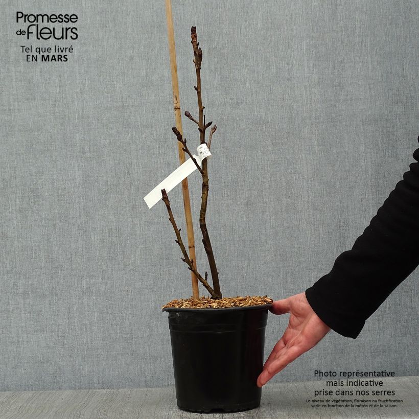 Liquidambar styraciflua Albomarginata Manon - American Sweetgum 4L/5L pot sample as delivered in winter