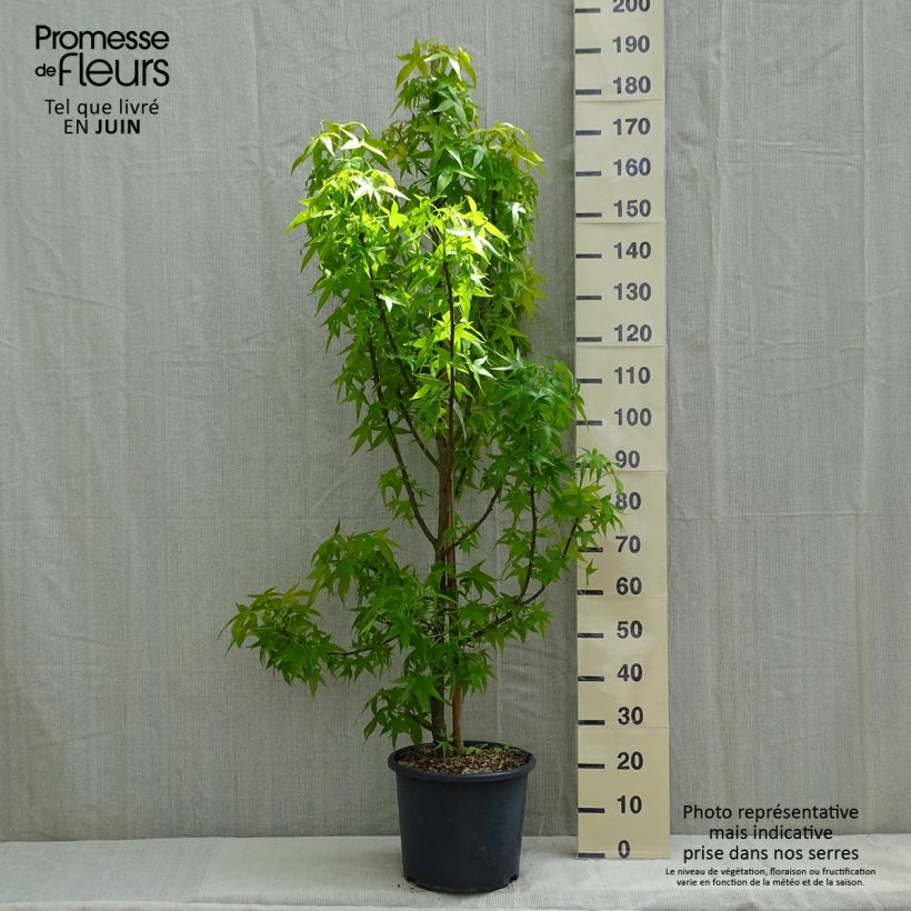 Liquidambar styraciflua  Aurea - American Sweetgum 7.5L/10L pot, Sapling sample as delivered in spring