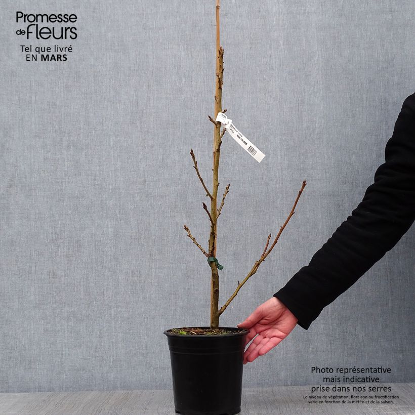 Liquidambar styraciflua  Aurea - American Sweetgum 4L/5L pot sample as delivered in winter