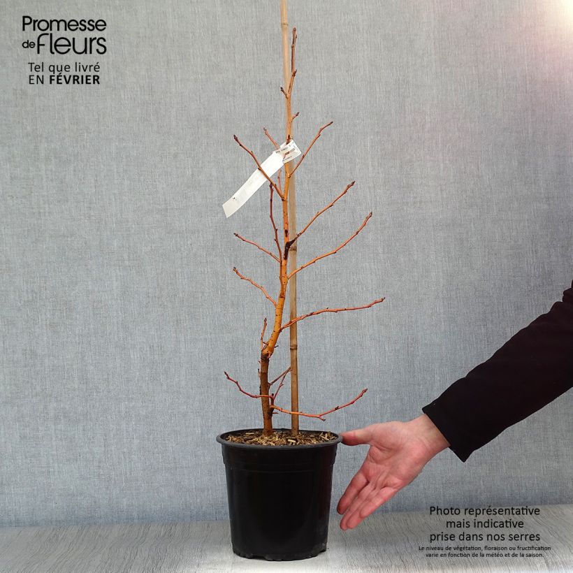 Liquidambar styraciflua Golden Sun - American Sweetgum 4L/5L pot sample as delivered in winter