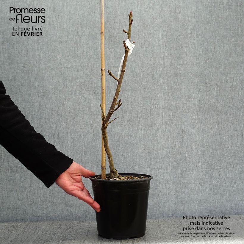 Liquidambar styraciflua Rotundiloba - American Sweetgum 4L/5L pot sample as delivered in winter