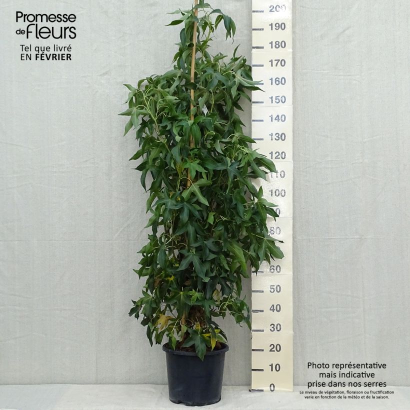 Liquidambar styraciflua Slender Silhouette - American Sweetgum 7.5L/10L pot sample as delivered in autumn