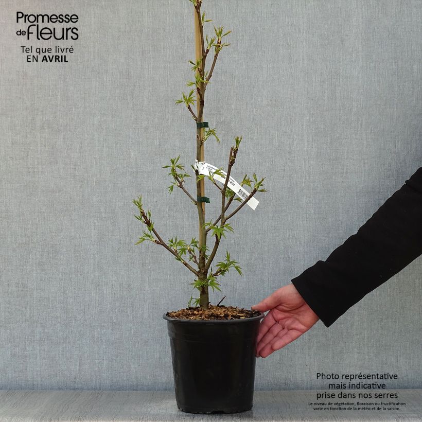 Liquidambar styraciflua Worplesdon - American Sweetgum 4L/5L pot sample as delivered in spring