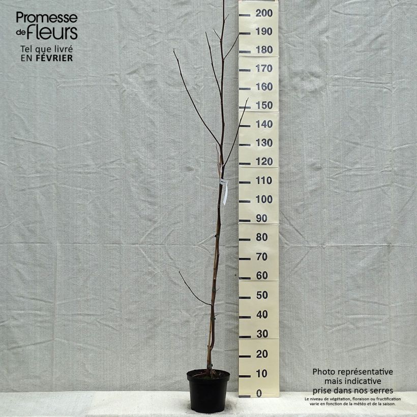 Liriodendron tulipifera Aureomarginatum - Tulip Tree 3L/4L pot sample as delivered in winter