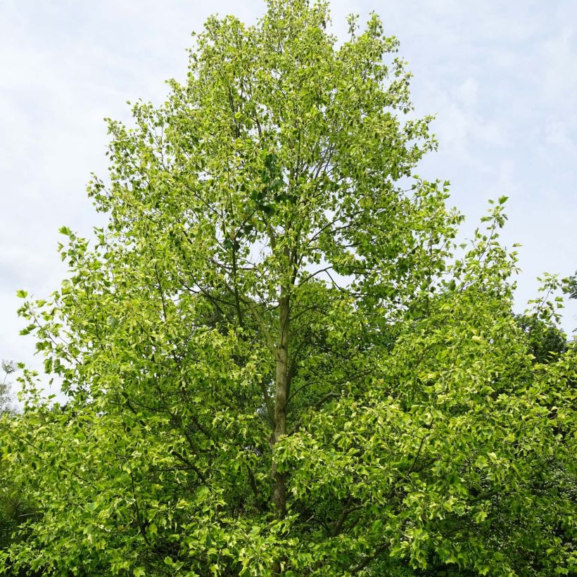 Liriodendron tulipifera Aureomarginatum - Tulip Tree (Plant habit)