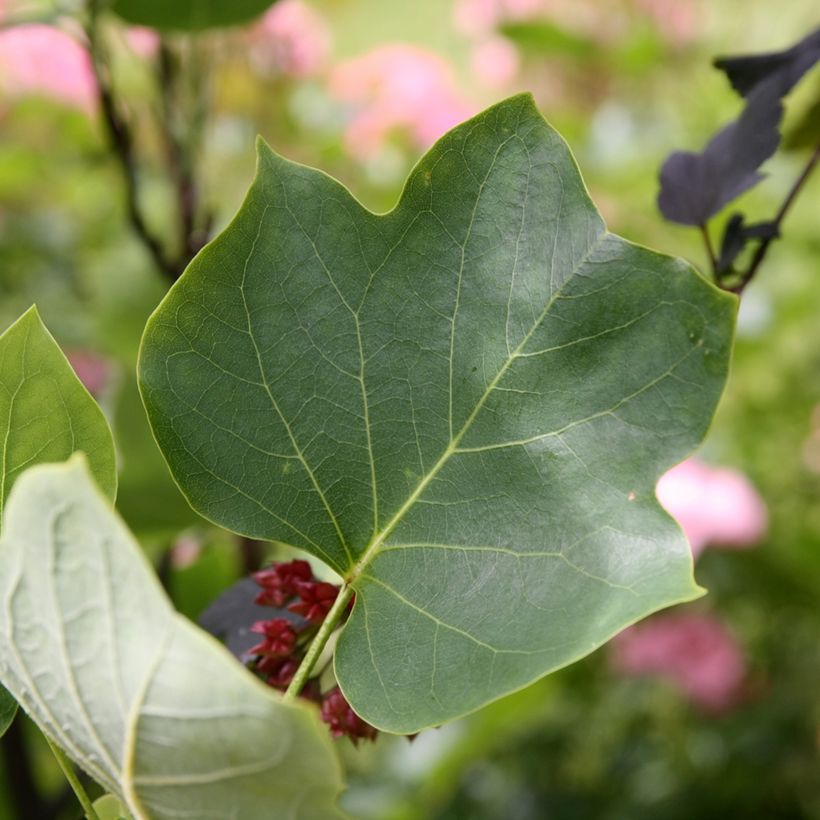 Liriodendron tulipifera Aureomarginatum - Tulip Tree (Foliage)