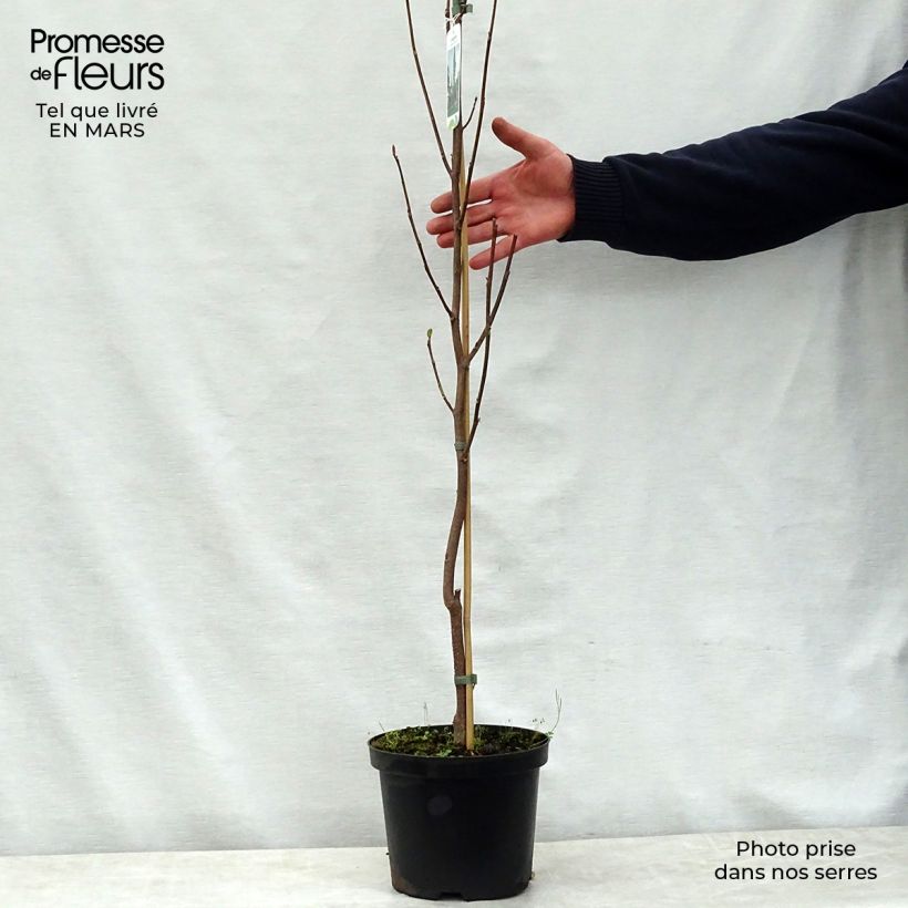 Liriodendron tulipifera Fastigiatum - Tulip Tree 4L/5L pot, Standard sample as delivered in spring