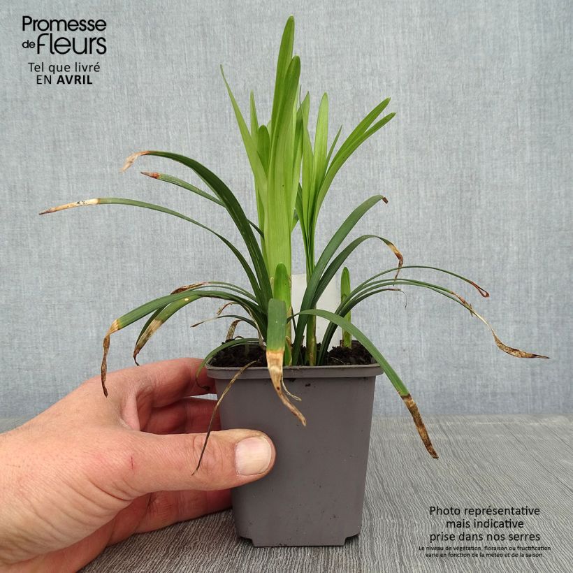 Liriope muscari Big Blue 8/9 cm pot sample as delivered in spring