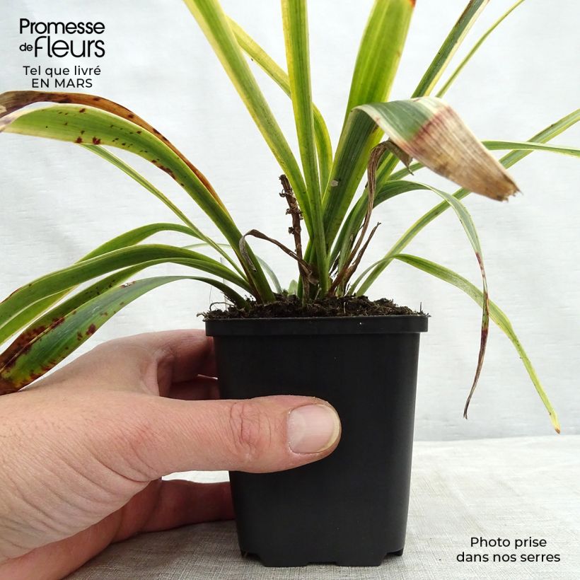 Liriope muscari Gold Banded 8/9 cm pot sample as delivered in spring