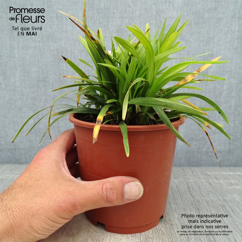 Liriope muscari Ingwersen 1L/1.5L pot sample as delivered in spring