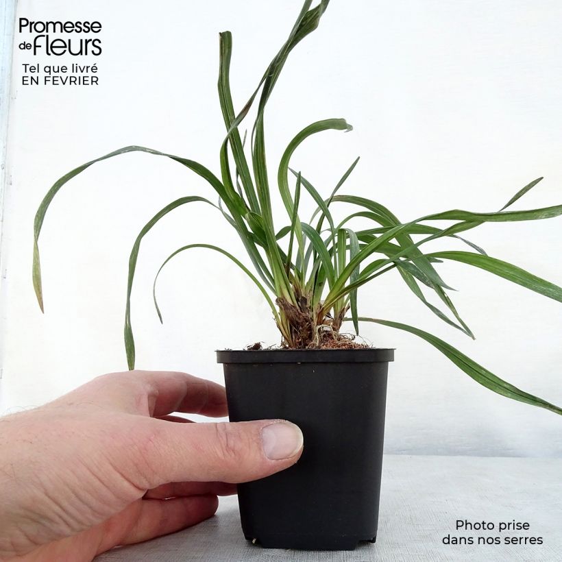 Liriope muscari Majestic 8/9 cm pot sample as delivered in winter