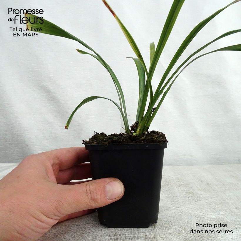 Liriope muscari Royal Purple 8/9 cm pot sample as delivered in spring
