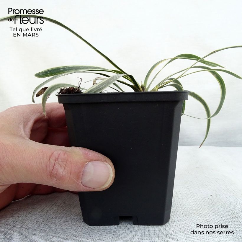 Liriope muscari Variegata 8/9 cm pot sample as delivered in winter