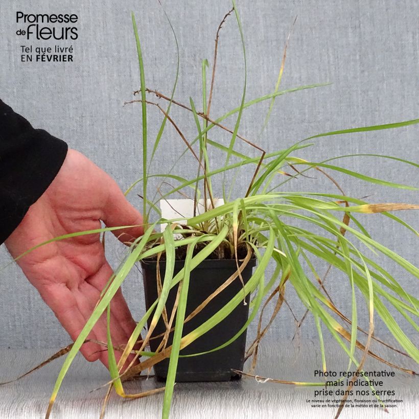 Liriope spicata 8/9 cm pot sample as delivered in winter