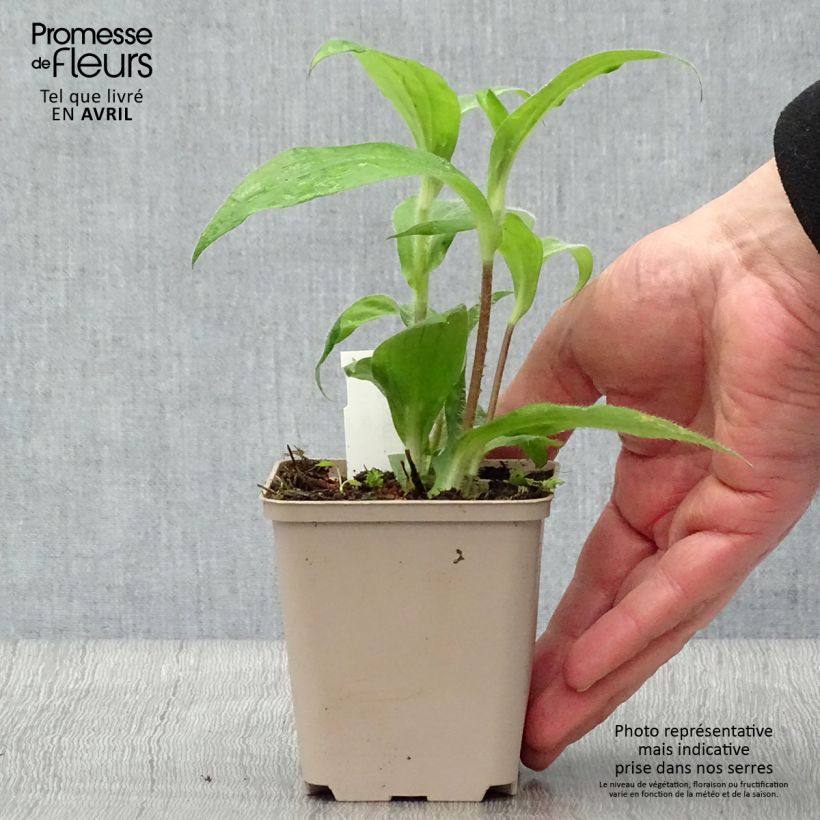 Tricyrtis hirta - Toad Lily 8/9 cm pot sample as delivered in spring