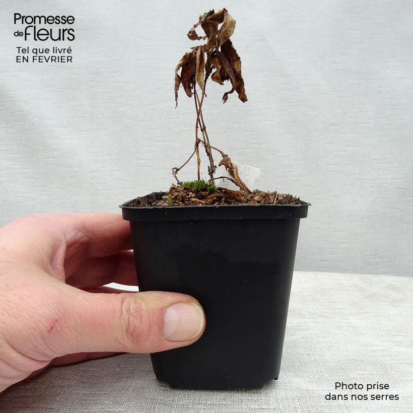 Tricyrtis hirta Miyazaki - Toad Lily 8/9 cm pot sample as delivered in winter