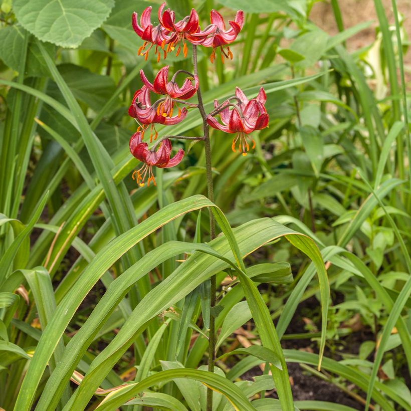 Lilium Claude Shride (Plant habit)