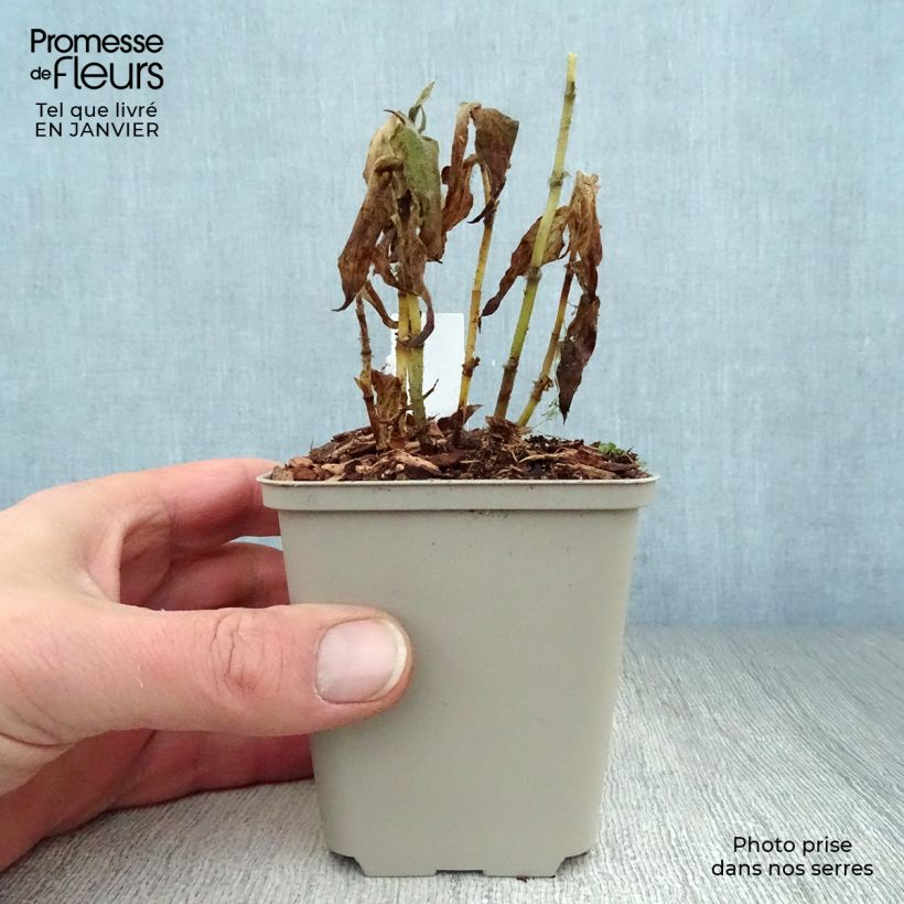 Tricyrtis formosana - Toad Lily 8/9 cm pot sample as delivered in winter