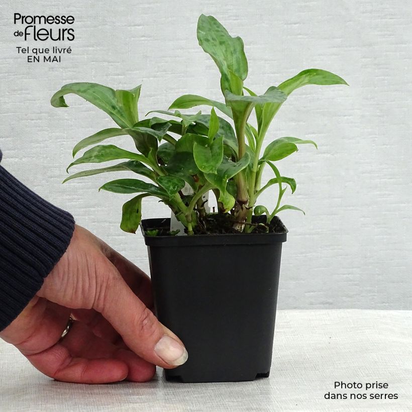 Tricyrtis hirta Taiwan Abdane - Toad Lily 8/9 cm pot sample as delivered in spring