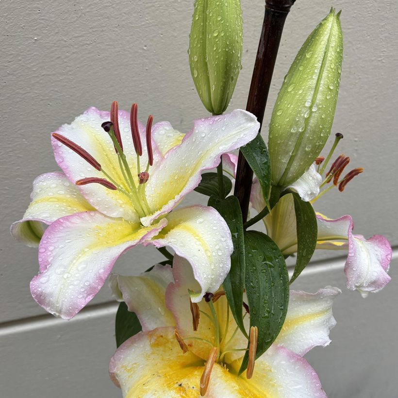 Lilium Captain Tricolor - Lily (Flowering)