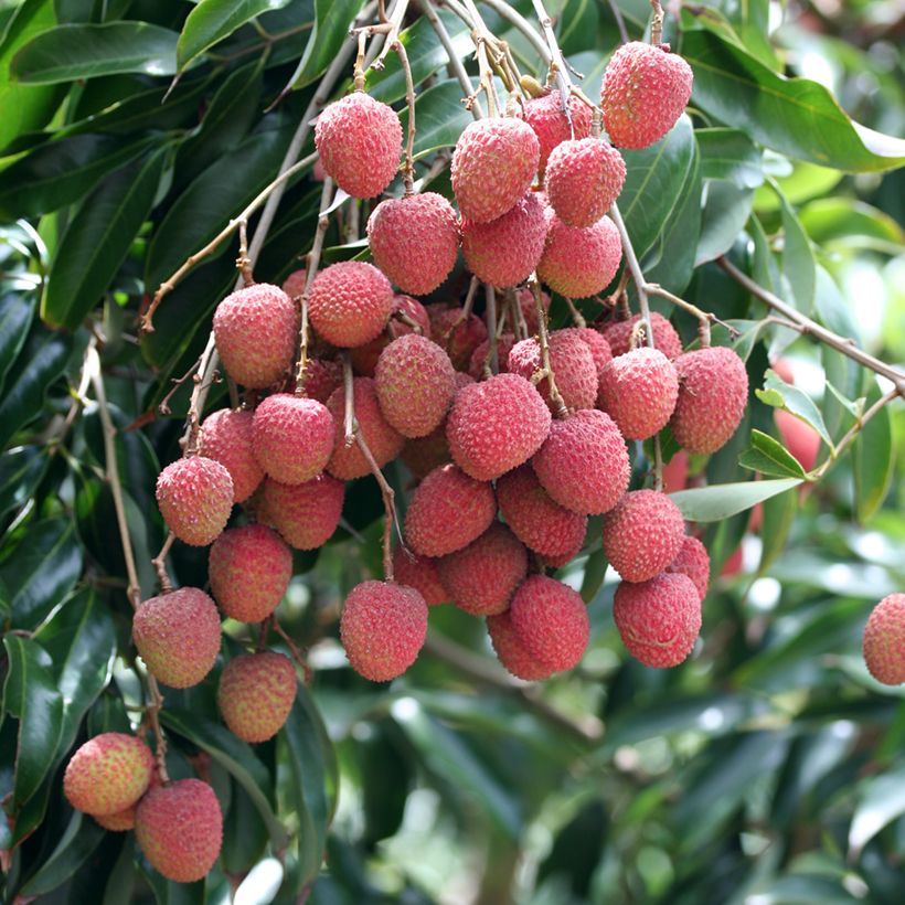 Lychee Tree Kwai May Pink - Litchi chinensis (Harvest)