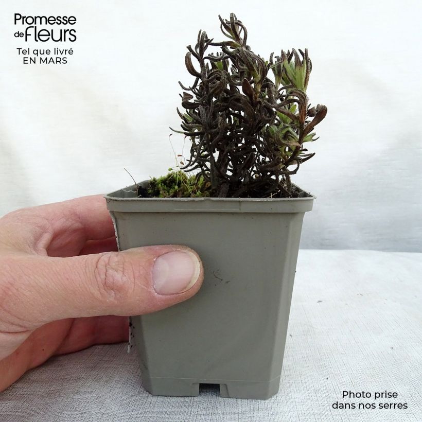 Lithodora diffusa Alba 8/9 cm pot sample as delivered in spring