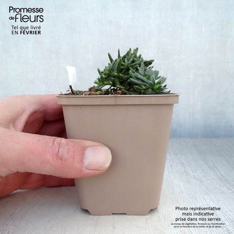 Lithodora diffusa Cambridge Blue 8/9 cm pot sample as delivered in winter