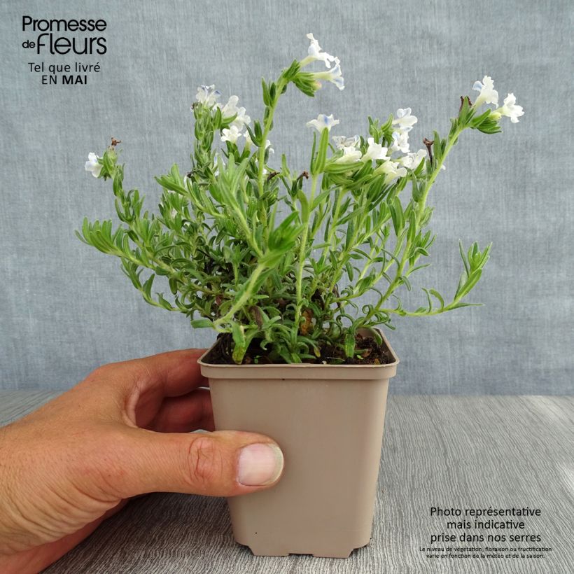 Lithodora diffusa Cambridge Blue 8/9 cm pot sample as delivered in spring