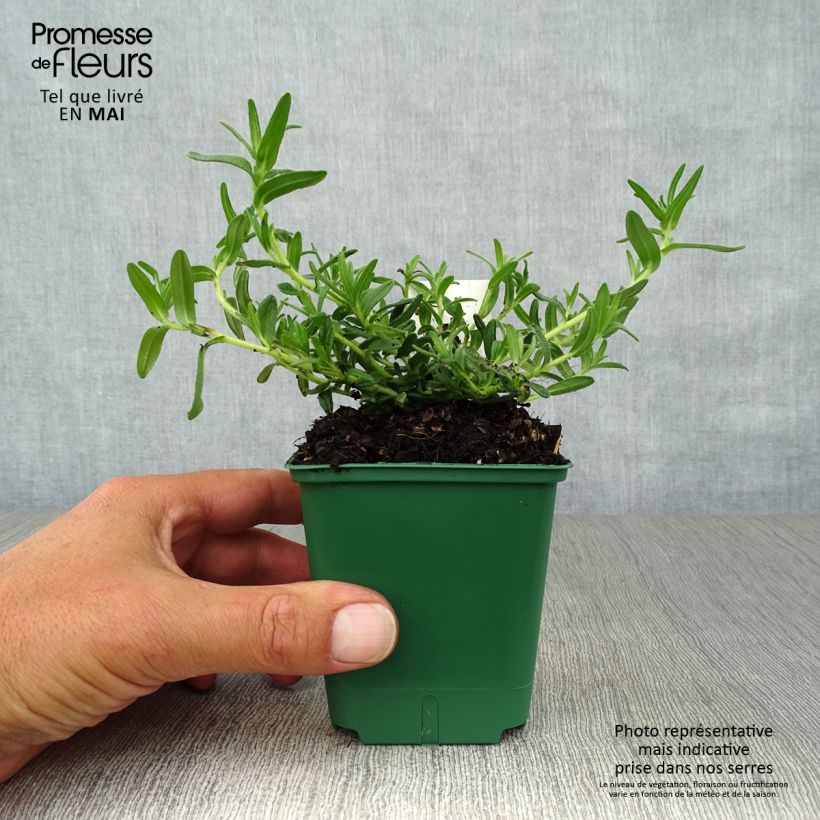 Lithodora diffusa Heavenly Blue 8/9 cm pot sample as delivered in spring