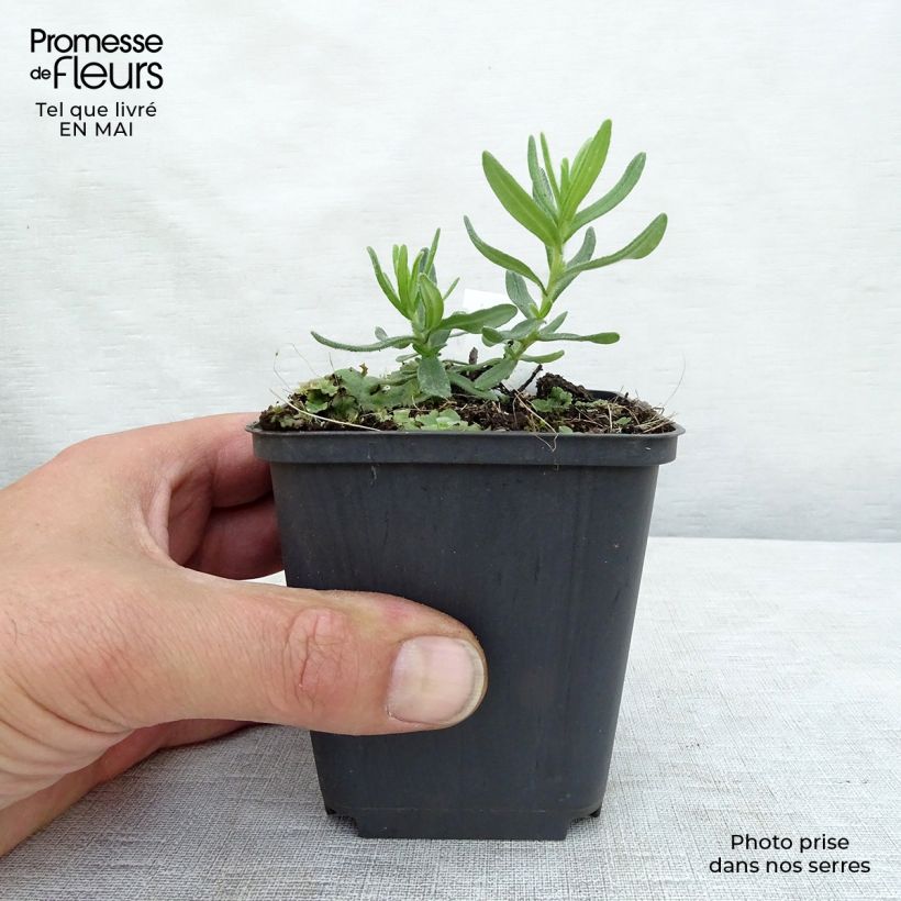 Lithodora diffusa Star 8/9 cm pot sample as delivered in spring