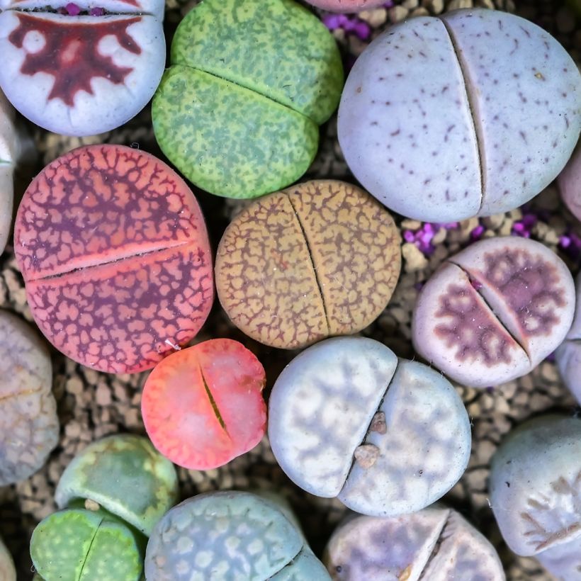 Lithops Pebble Plants Mixed - Living Stone (Foliage)