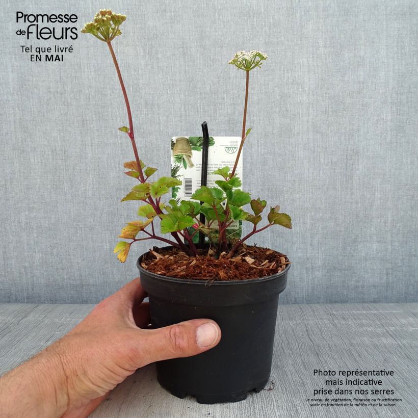 Ligusticum scothicum 1.5L/2L pot sample as delivered in spring