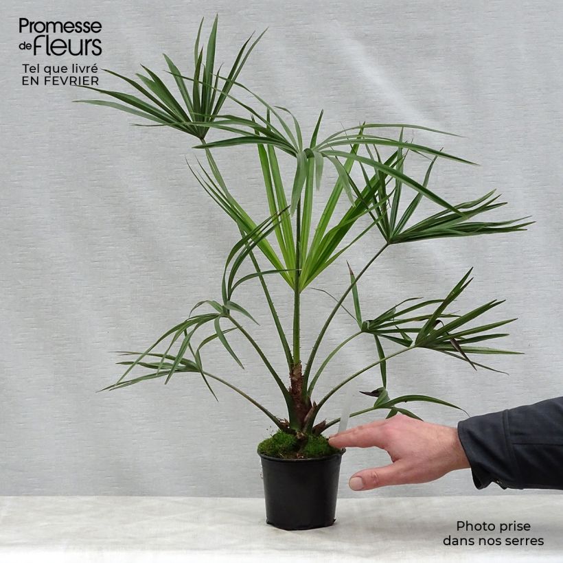 Livistona benthamii - Bentham's Fan Palm 12cm pot sample as delivered in winter