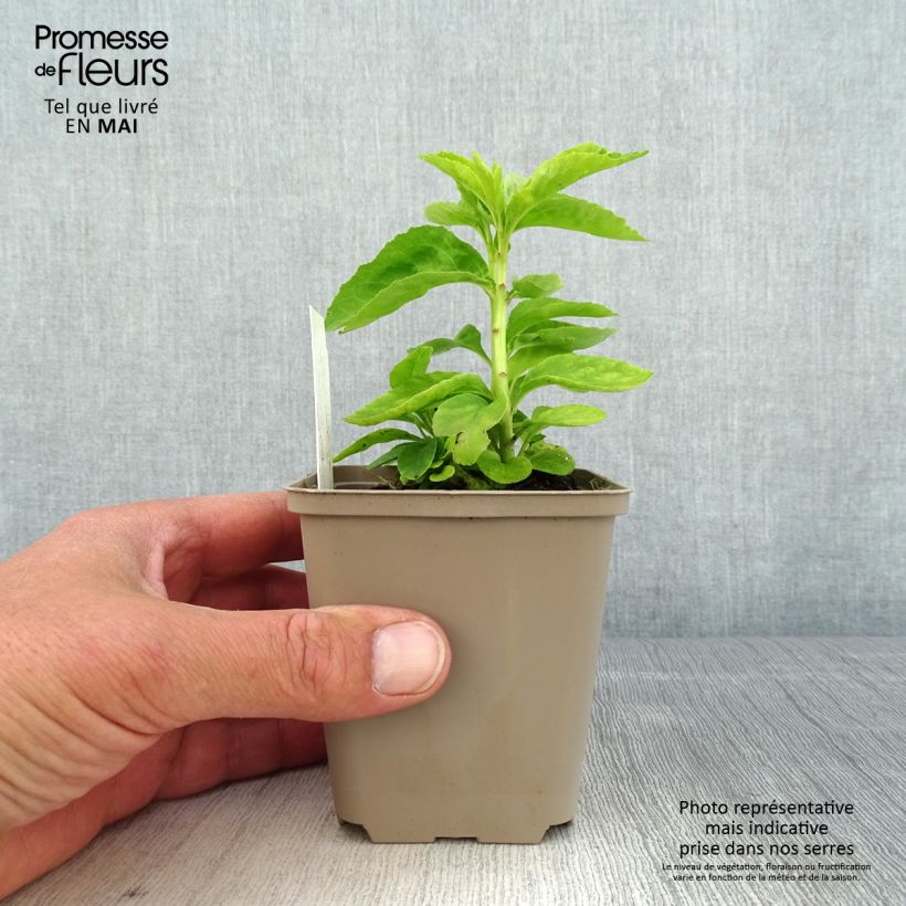 Lobelia speciosa Monet Moment 8/9 cm pot sample as delivered in spring