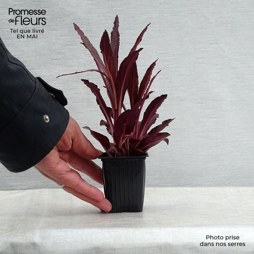 Lobelia fulgens Queen Victoria 7/8 cm pot sample as delivered in spring