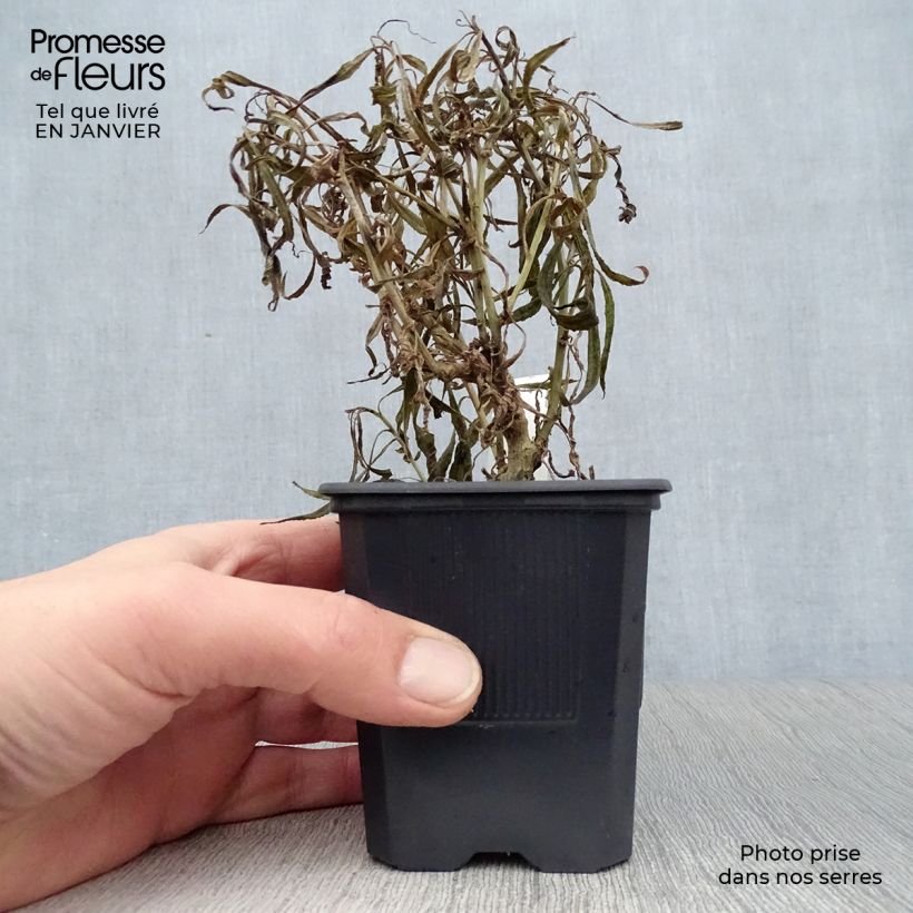 Lobelia laxiflora 8/9 cm pot sample as delivered in winter