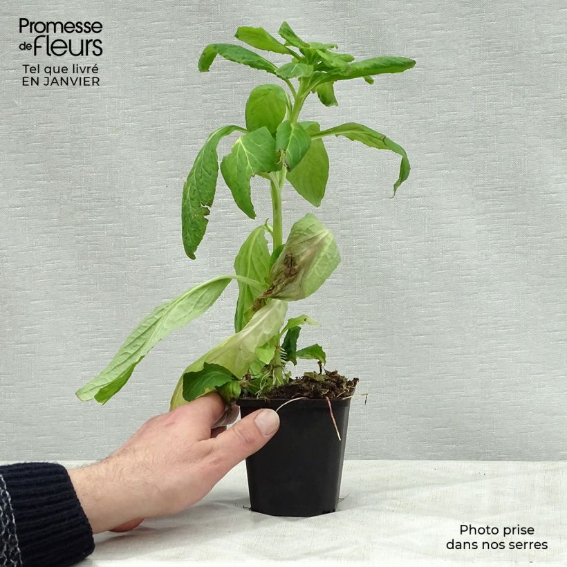 Lobelia siphilitica Alba 8/9 cm pot sample as delivered in winter