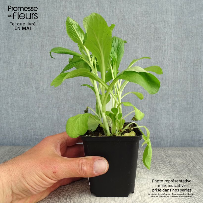 Lobelia siphilitica 8/9 cm pot sample as delivered in spring