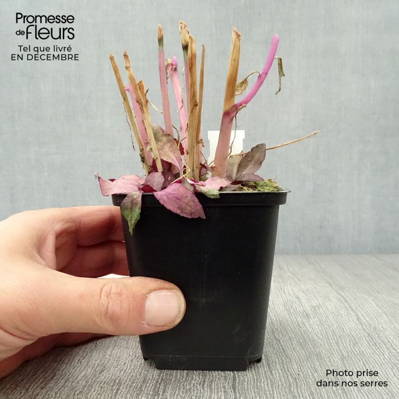 Lobelia speciosa Russian Princess 8/9 cm pot sample as delivered in winter