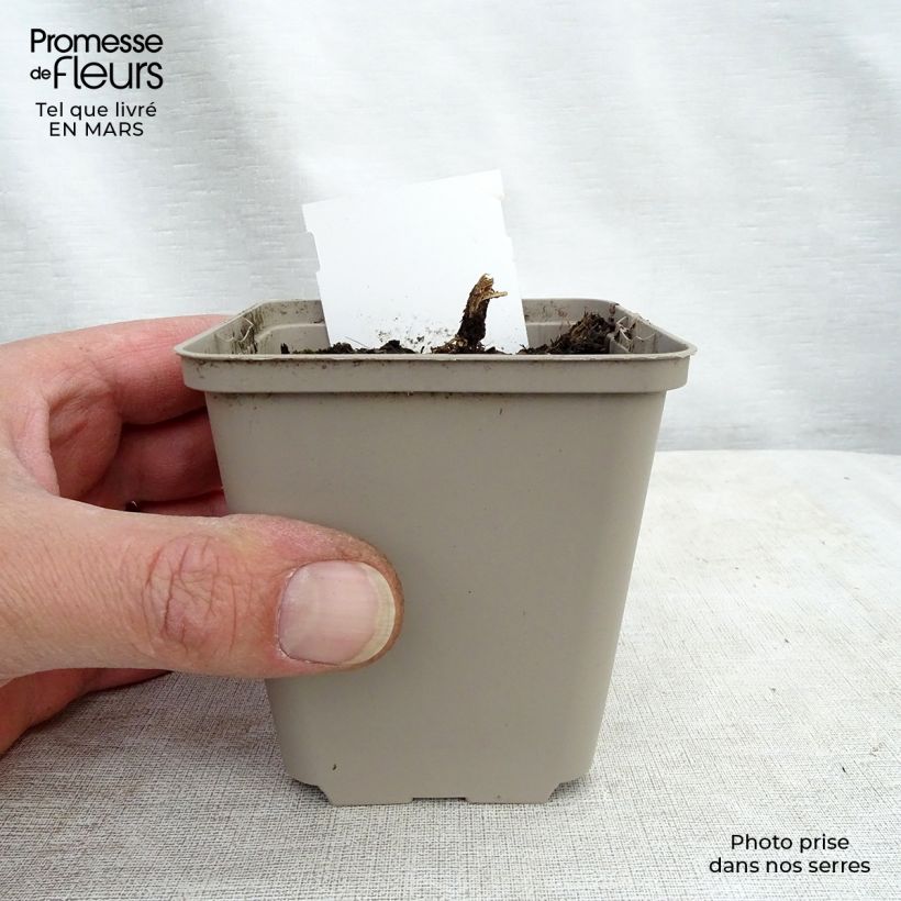 Lobelia speciosa Tania 7/8 cm pot sample as delivered in spring