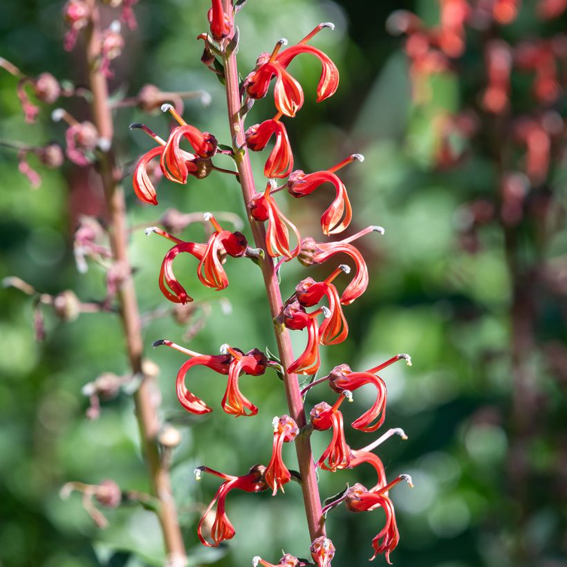 Lobelia tupa - Devil's Tobacco seeds (Flowering)