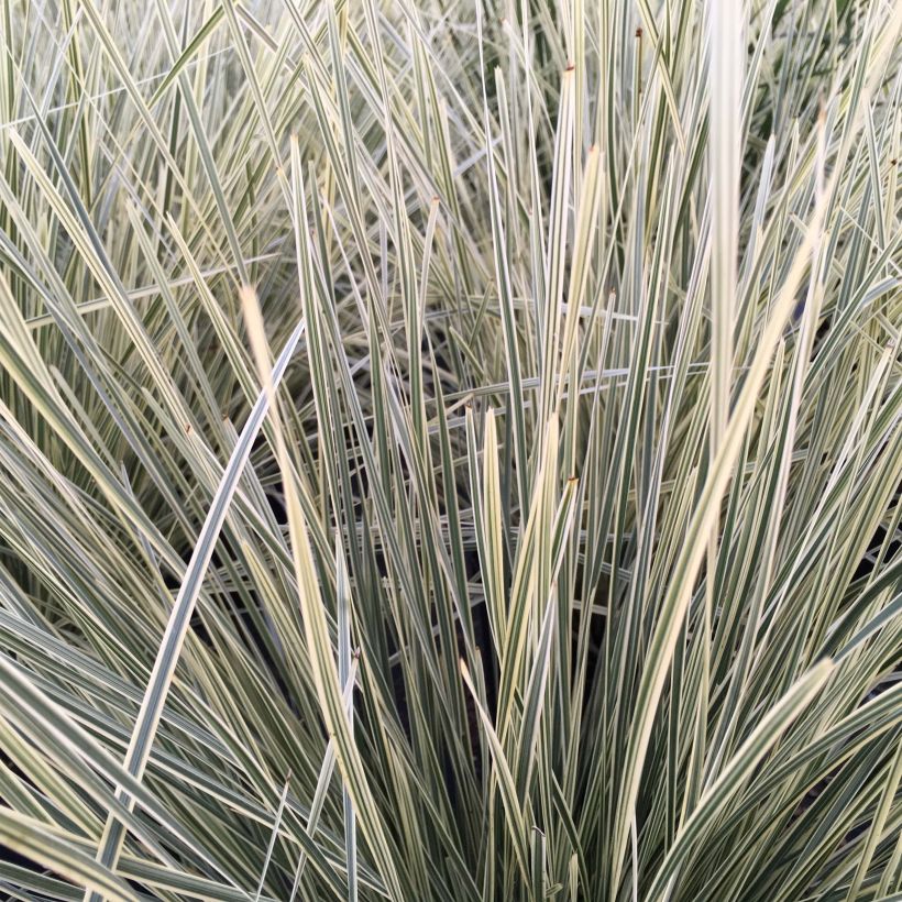 Lomandra longifolia White Sands (Foliage)