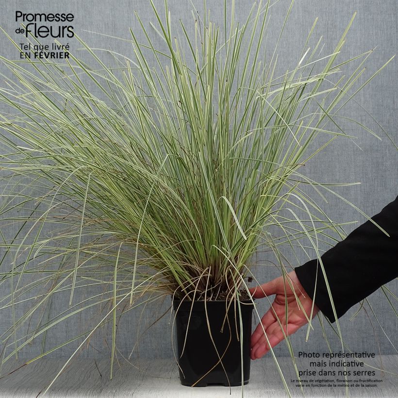 Lomandra longifolia White Sands 2L/3L pot sample as delivered in winter