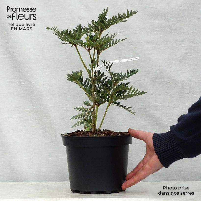 Lomatia ferruginea 3L/4L pot sample as delivered in spring