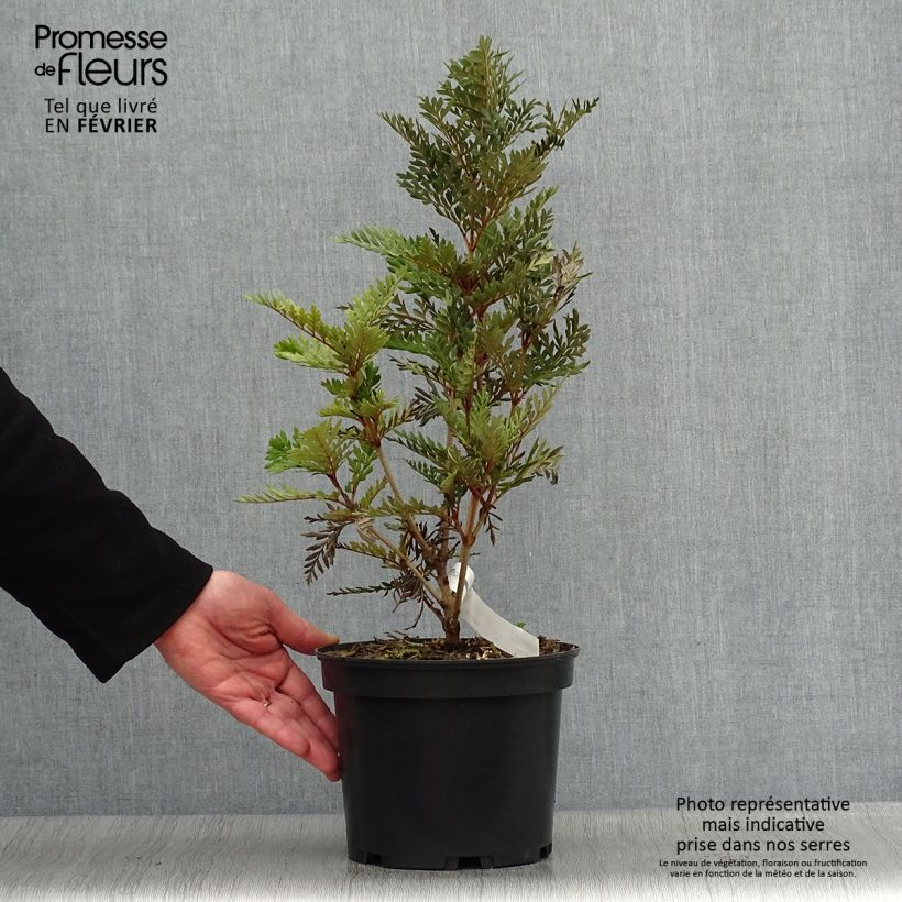 Lomatia ferruginea 3L/4L pot sample as delivered in winter